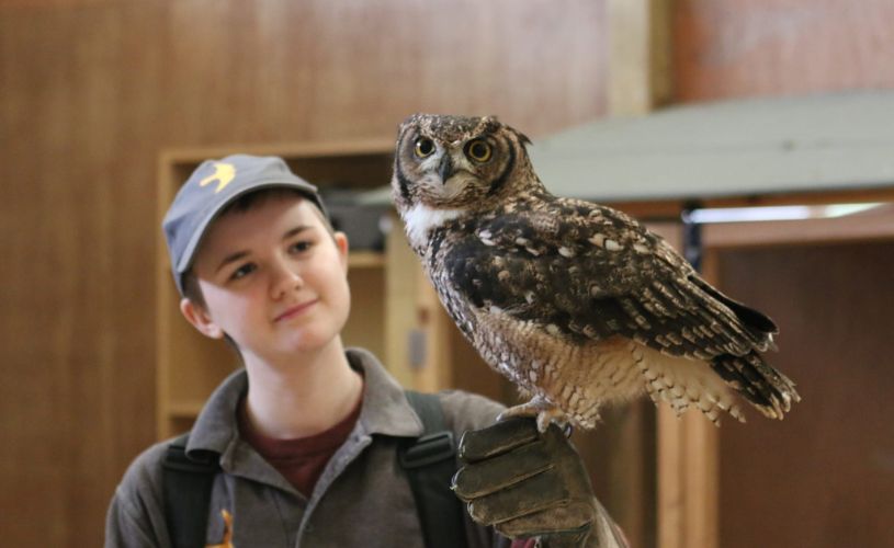 A young boy wearing a hat holding an owl